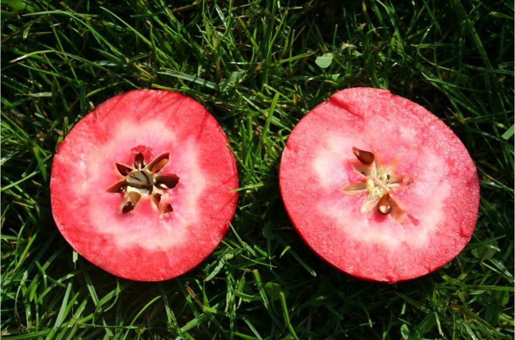 Un estudi revela els beneficis de les pomes de polpa vermella en la salut cardiovascular