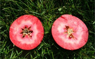 Un estudi revela els beneficis de les pomes de polpa vermella en la salut cardiovascular